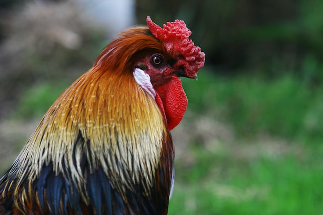 coq gaulois