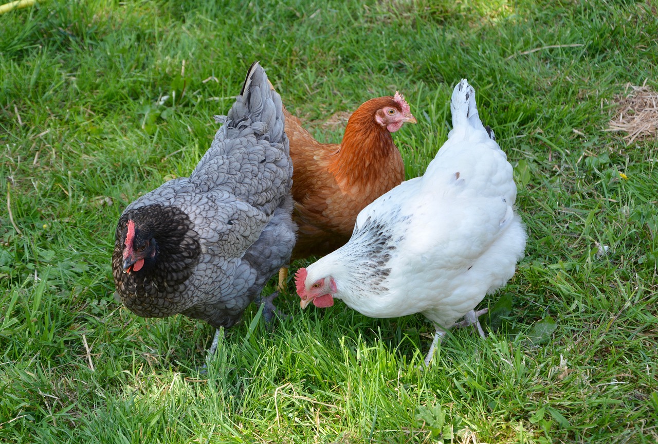 poule rousse