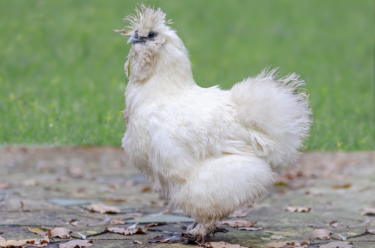 poule de soie