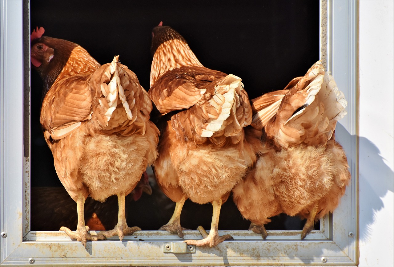 Perchoir à poules