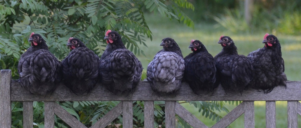 poule perchoir