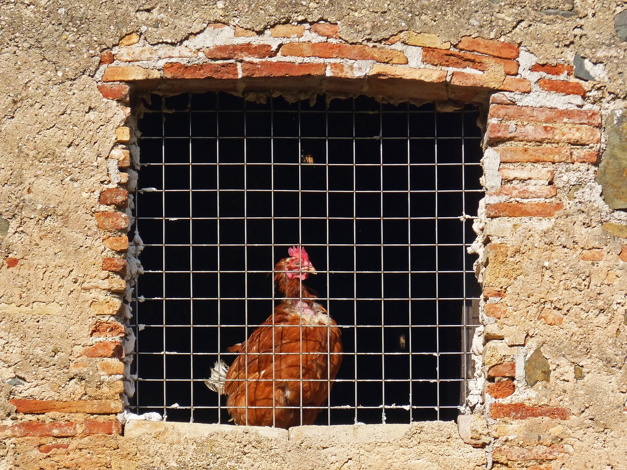 porte automatique pour poules