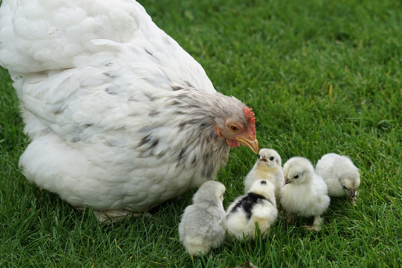 Poule blanche