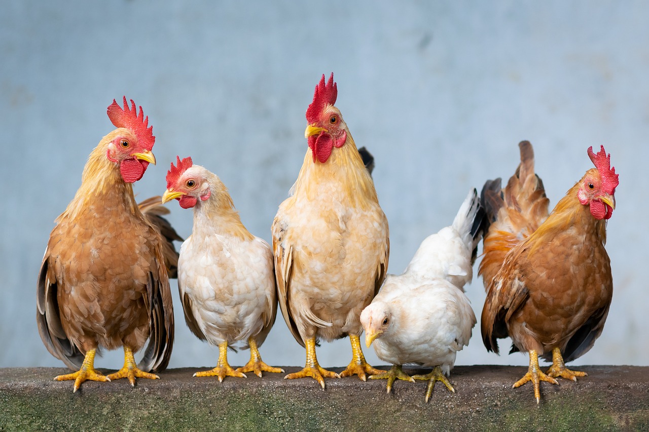 poule rousse