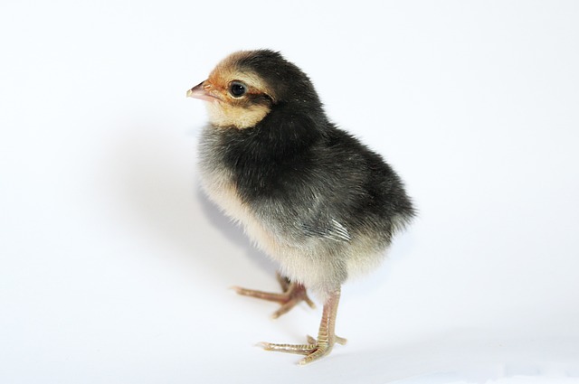 Elever des poules