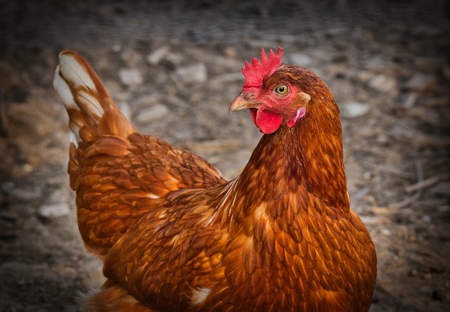 Poussin poule